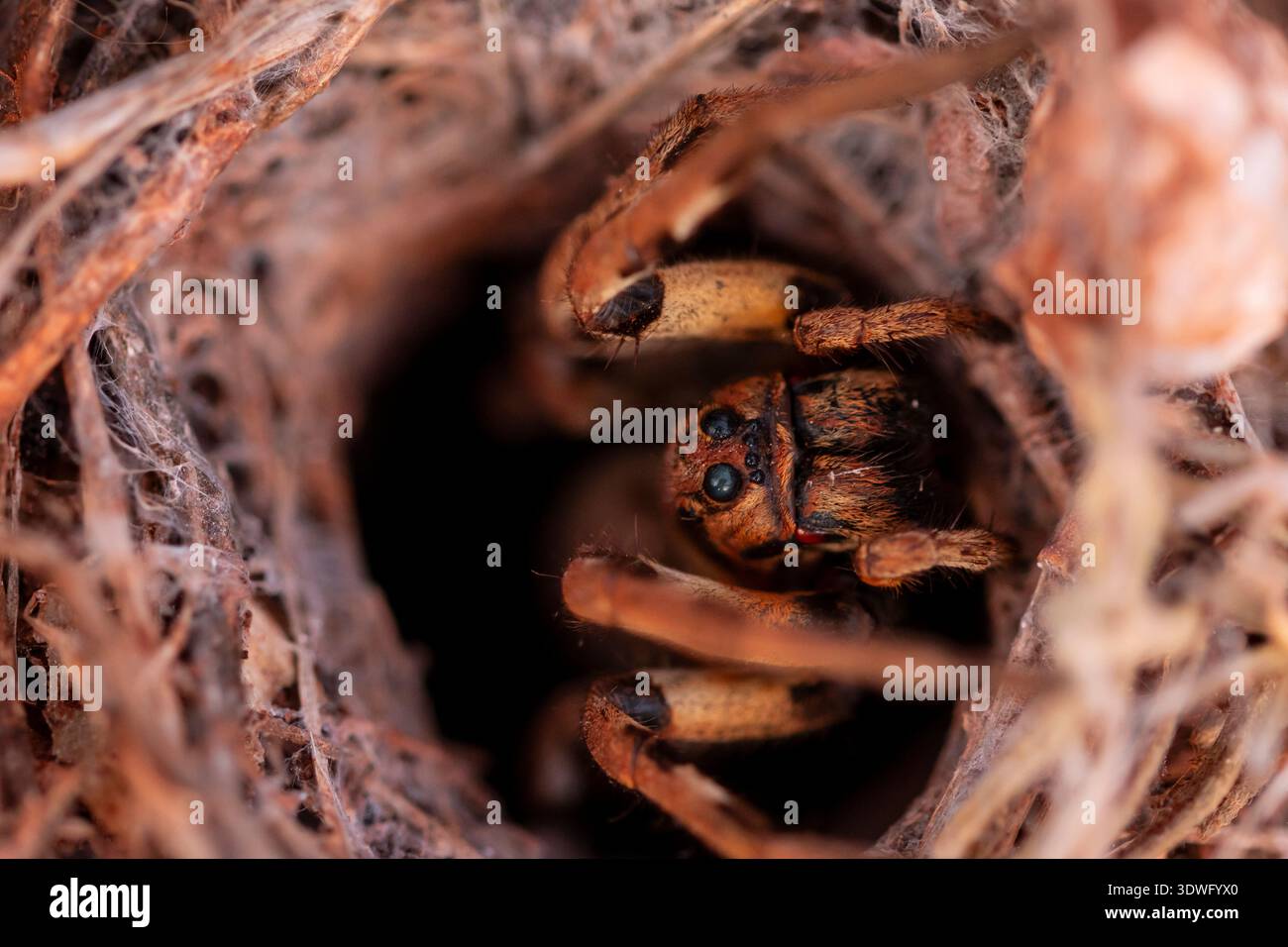 Eine detaillierte Nahaufnahme einer Wolfsspinne, Lycosidae, eingebettet in ihrem Lebensraum. Das Bild zeigt die komplizierten Details der Augen und des Körpers der Spinne, h Stockfoto