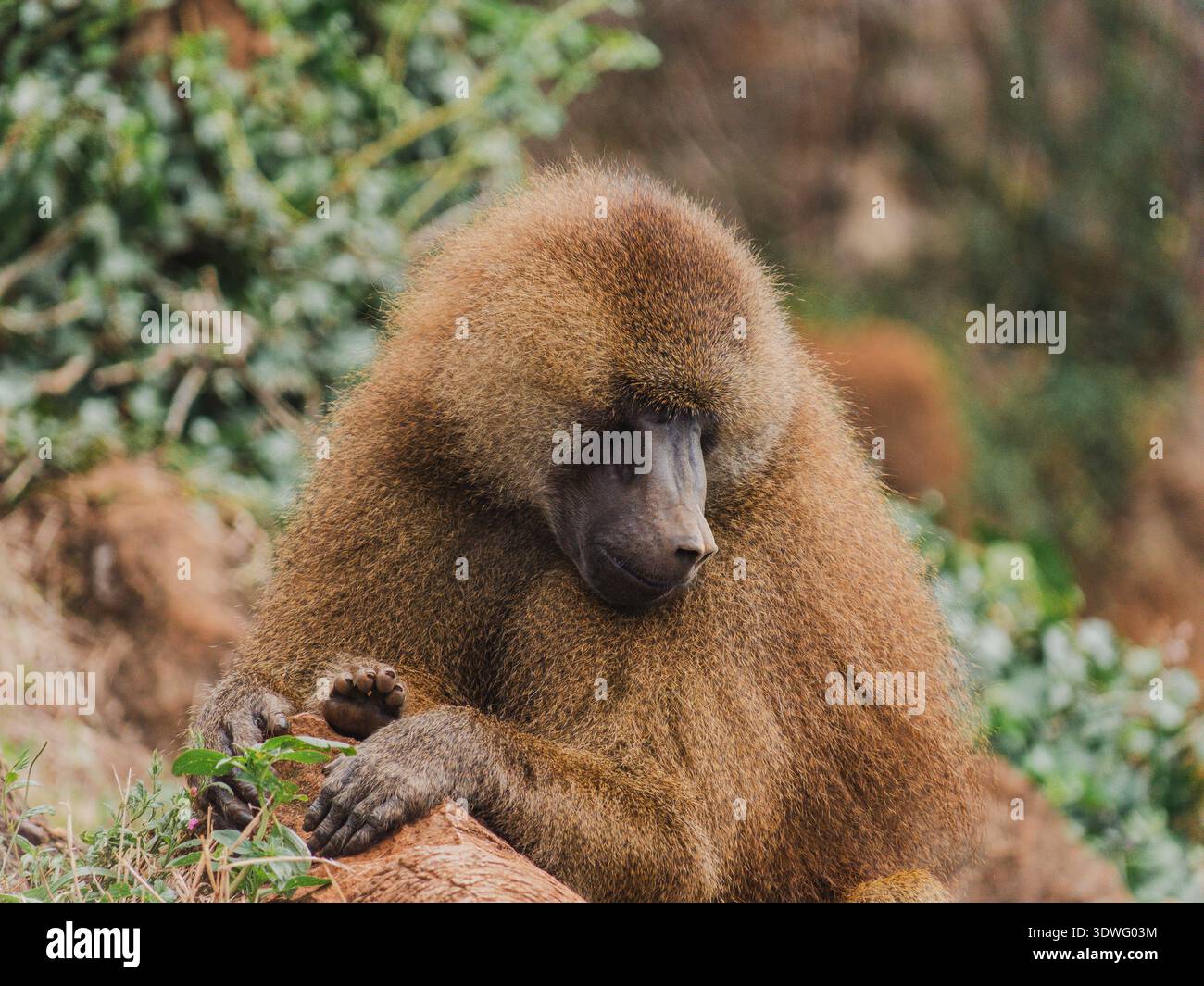 Ein einsamer Pavian sitzt nachdenklich inmitten üppiger Grünanlagen und zeigt sein natürliches Verhalten. Das Bild fängt das Wesen von Wildtieren und Primaten ein Stockfoto