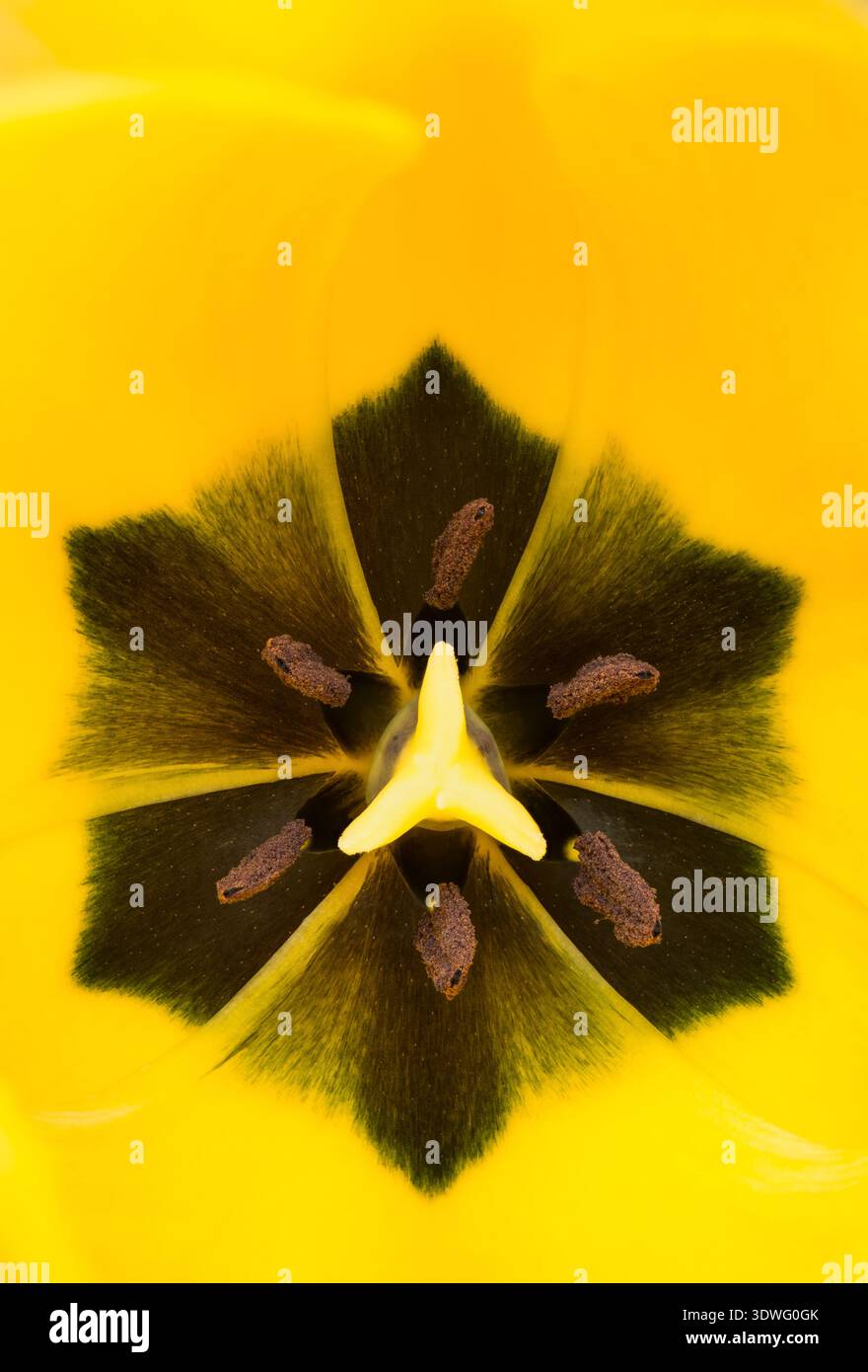 In eine Tulpe hinunterschauen Stockfoto