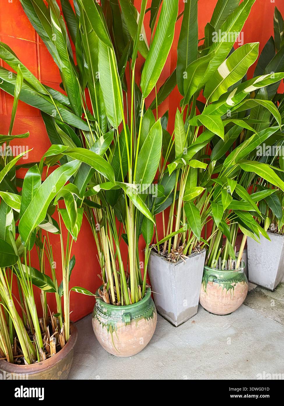 Arrangement heliconia -Fotos und -Bildmaterial in hoher Auflsung  Alamy