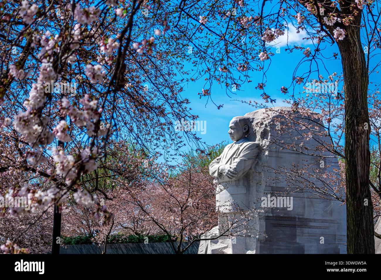 Martin Luther King Jr. Gedenksteinskulptur „Stone of Hope“, eingerahmt von Kirschblüten im frühen Frühjahr, Tidal Basin, Washington DC, USA Stockfoto