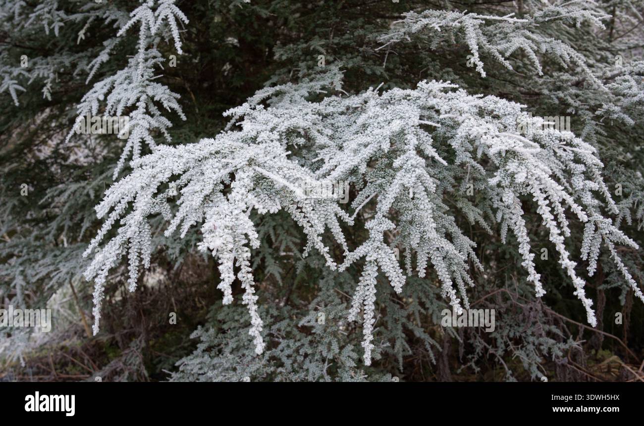 glckskastanie bringt glck Glckskastanie (Pachira Aquatica)  Foliage Dreams