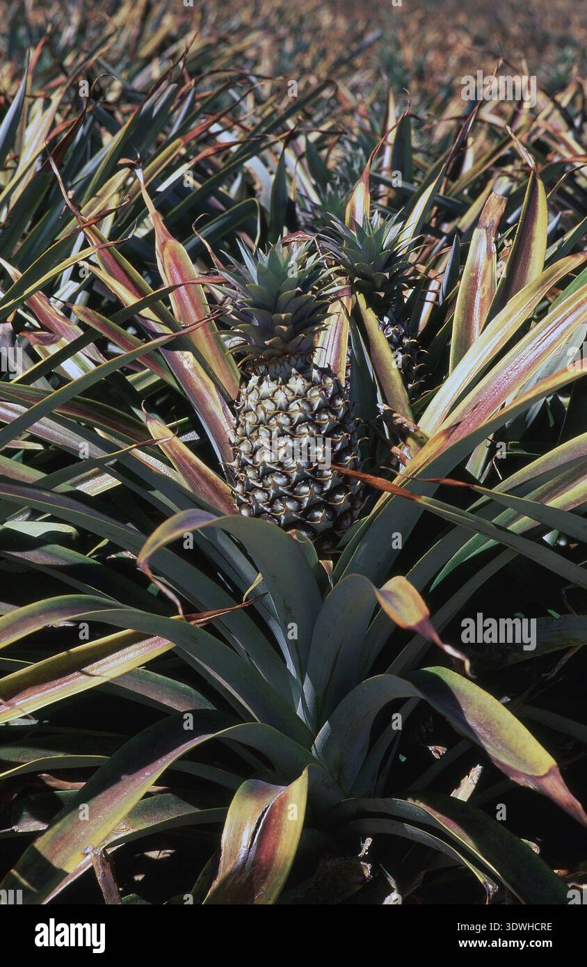 Ananasreife (Ananas comosus) Sunshine Coast, Queensland, Australien. Stockfoto