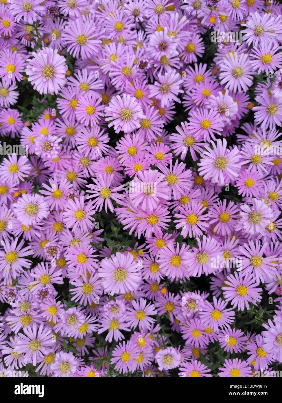 Ein Hintergrundbild mit vielen kleinen lila Gänseblümchen füllt den gesamten Bildschirm mit einem vollständig lila Gänseblümchen Chrysanthema Stockfoto