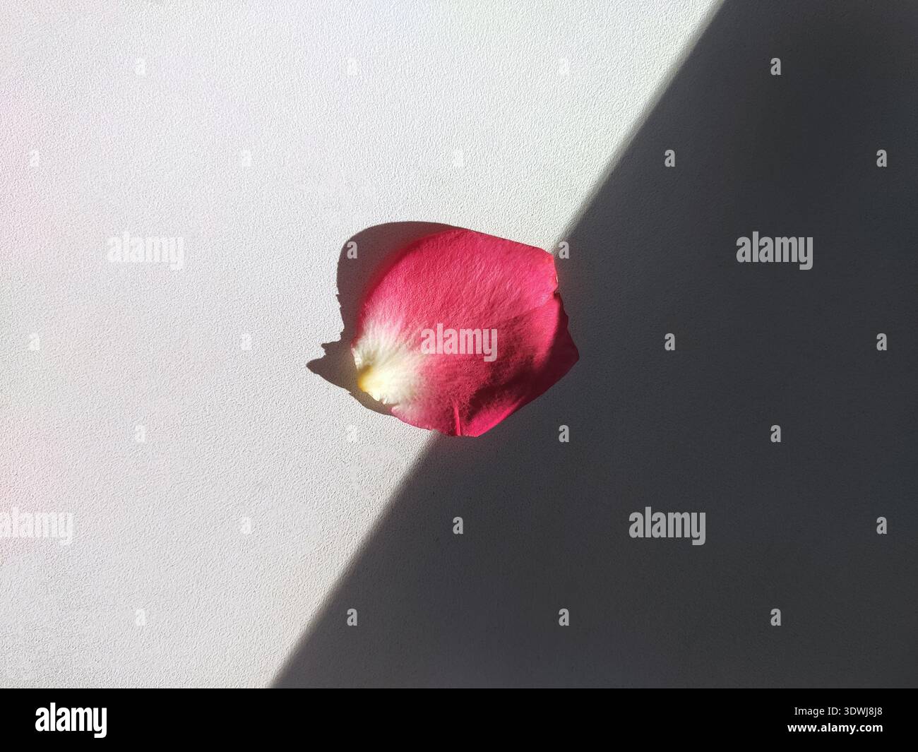 Ein einzelnes Rosenblütenblatt auf hellem Hintergrund mit scharfem Schatten. Minimalismus, Kontrast von Licht und Dunkelheit, Ästhetik von Einfachheit und natürlicher Schönheit Stockfoto