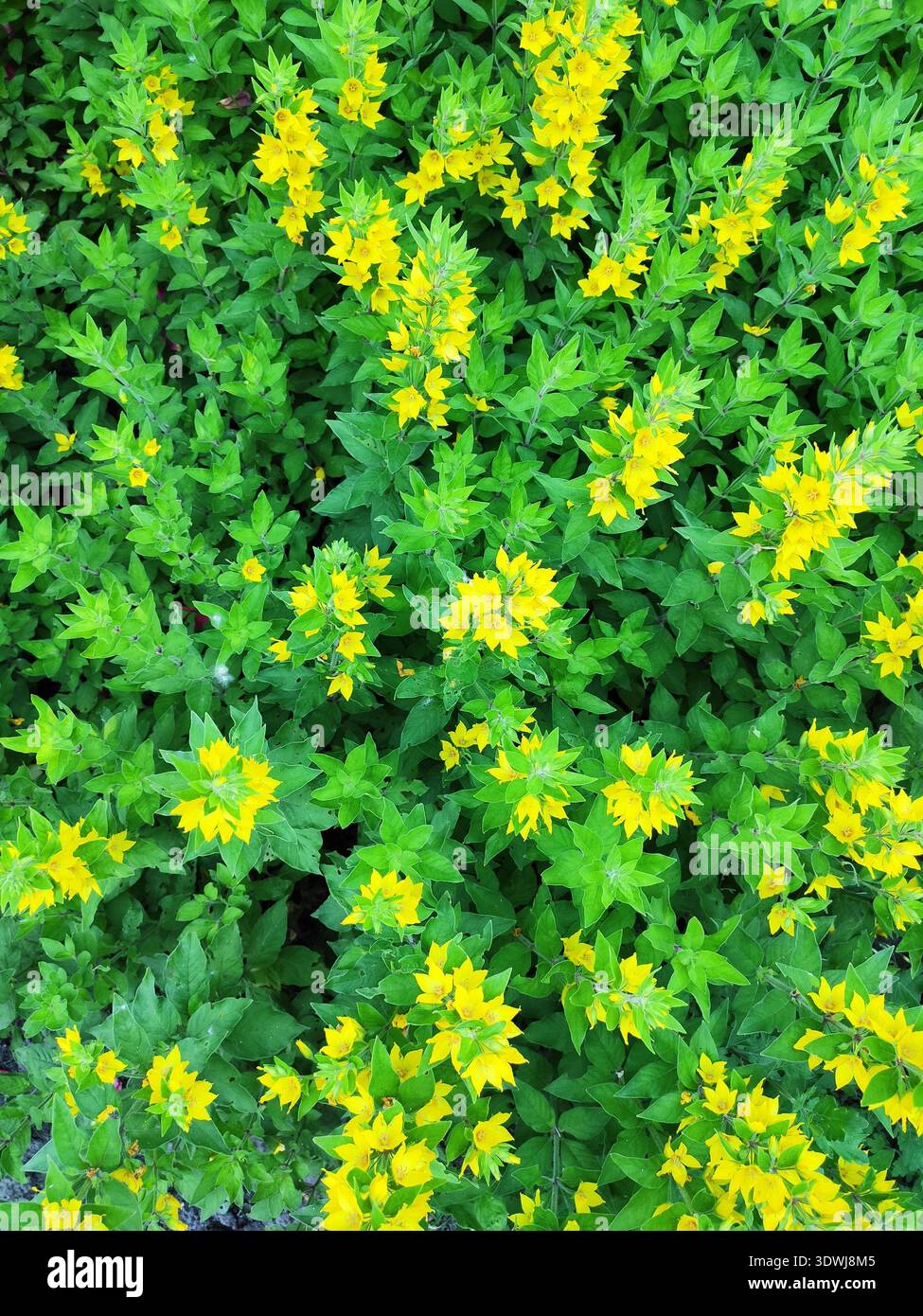 Leuchtend gelbe Blüten vor dicht grünem Laub schaffen eine malerische Sommerlandschaft. Die natürliche Harmonie der Farben und die Frische der Pflanzen Stockfoto