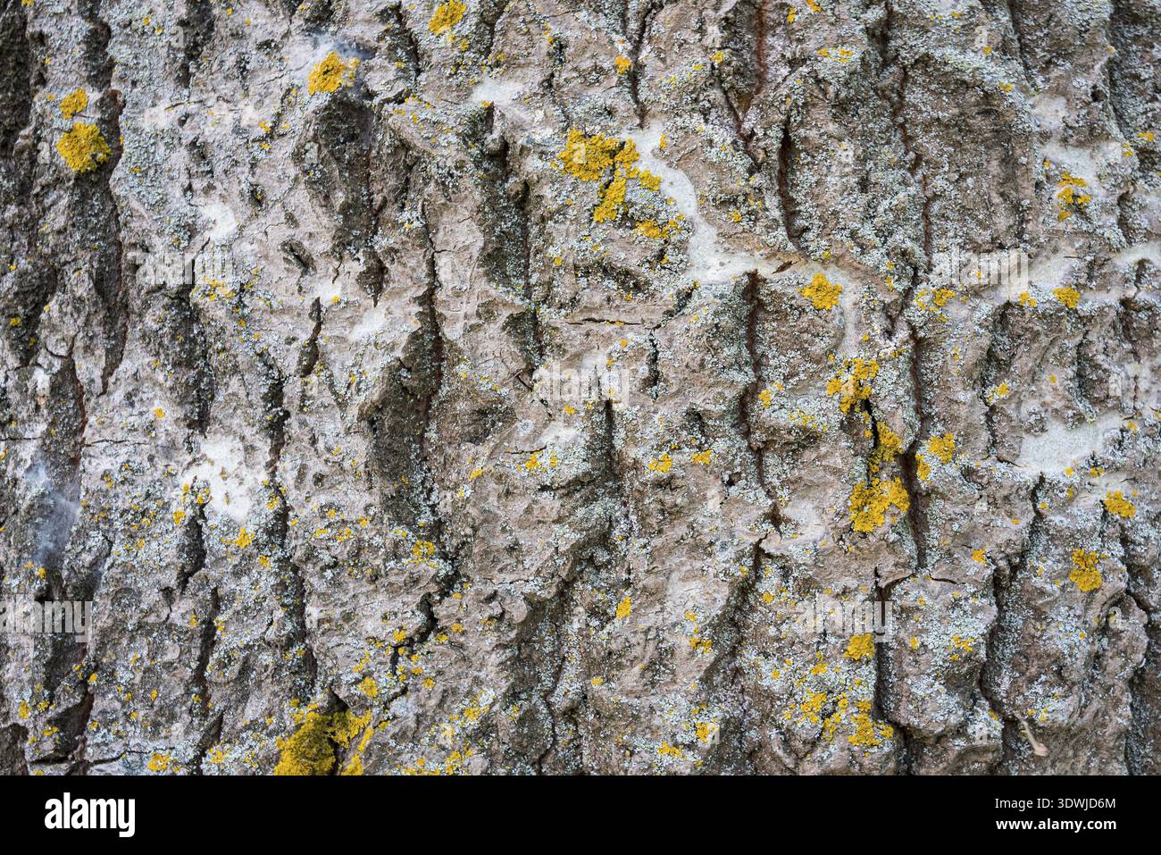 Populus alba Rinde, Sammlung von Baumrinde, in der Nähe Stockfoto