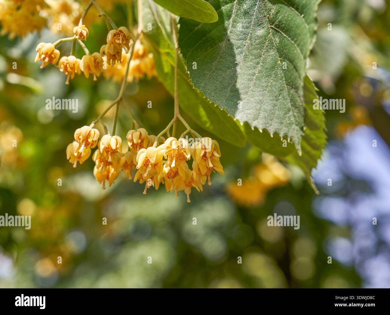 Lindenbaum blüht an einem sonnigen Tag Stockfoto