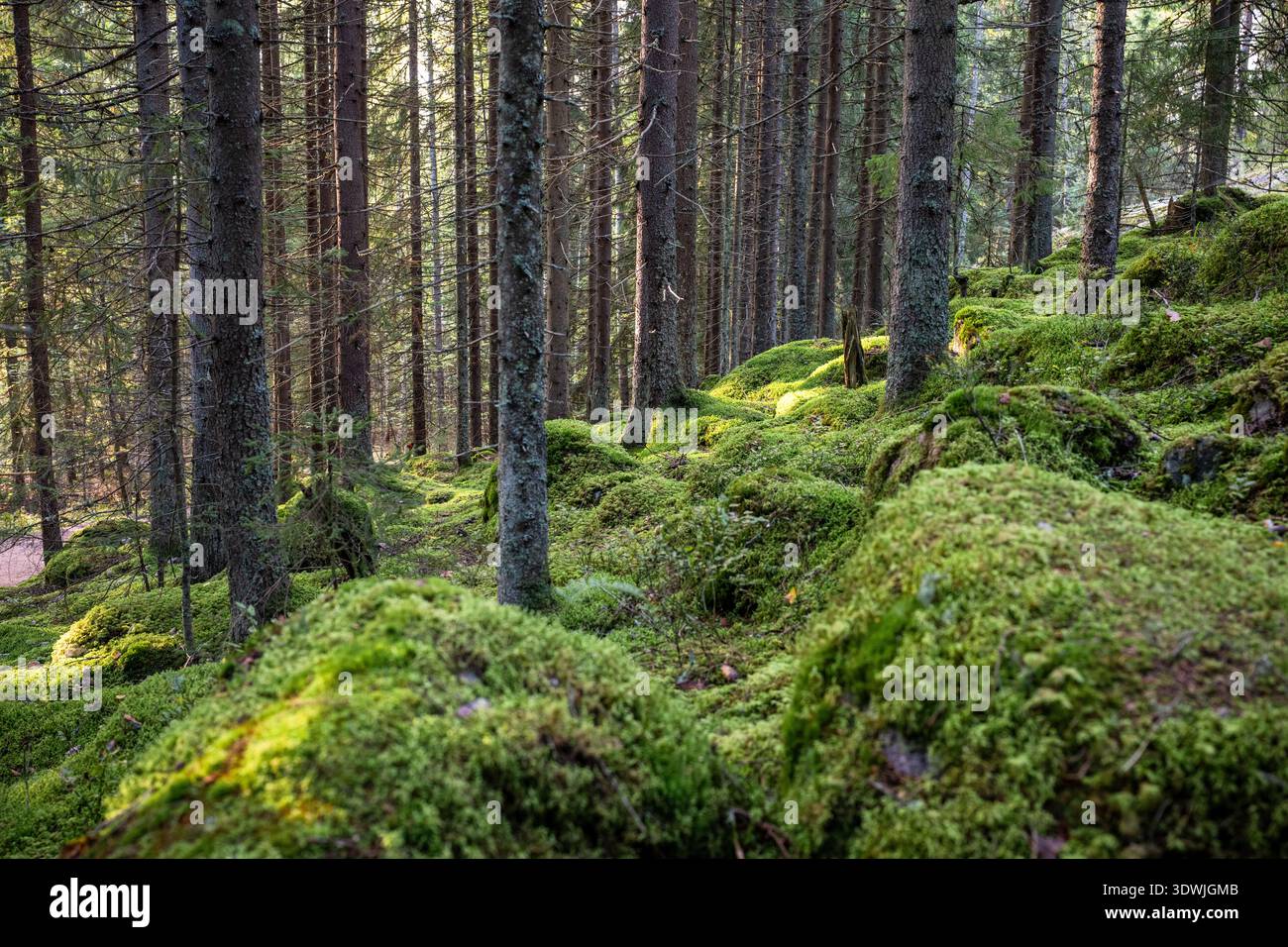 Moosige immergrüne Waldlandschaft mit hohen Kiefern und Sonnenlicht in der Natur Stockfoto