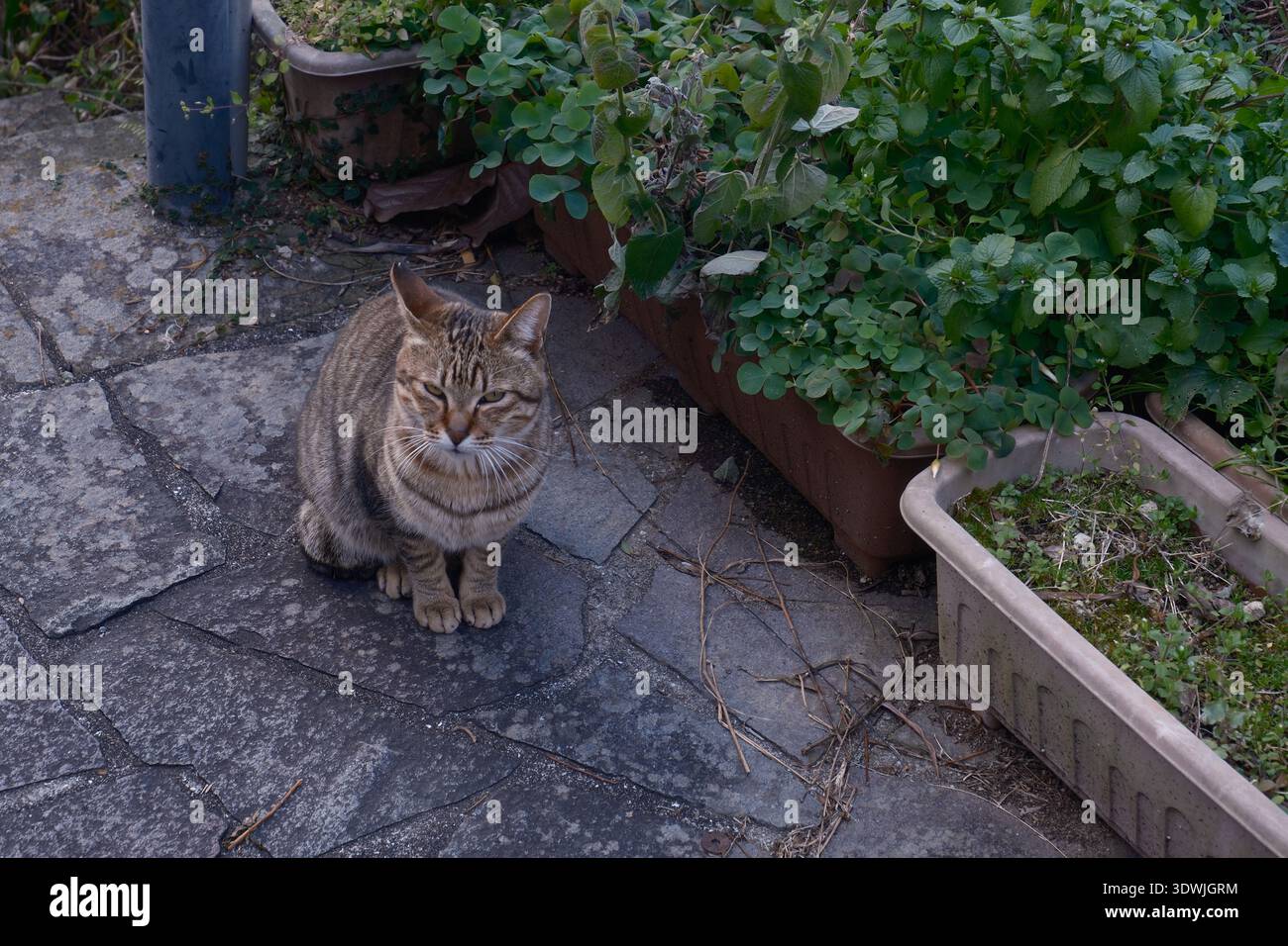 Eine streunende Tabbykatze, die ruhig auf einem gepflasterten Pfad im hügeligen Stadtteil Nagasaki sitzt Stockfoto