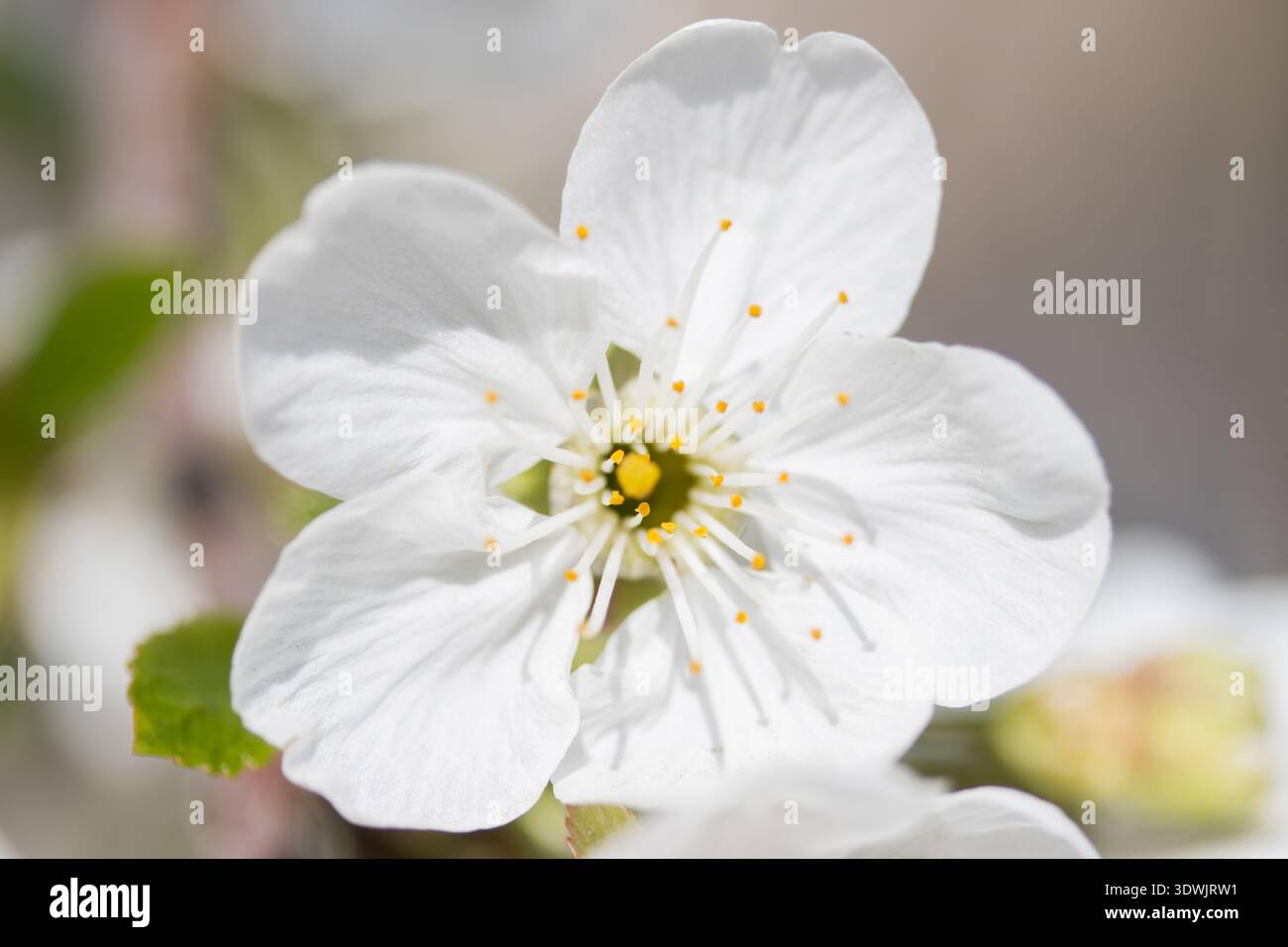 Makro von weißen Kirschblüten und Staubblättern. Abstrakter floraler Hintergrund Stockfoto