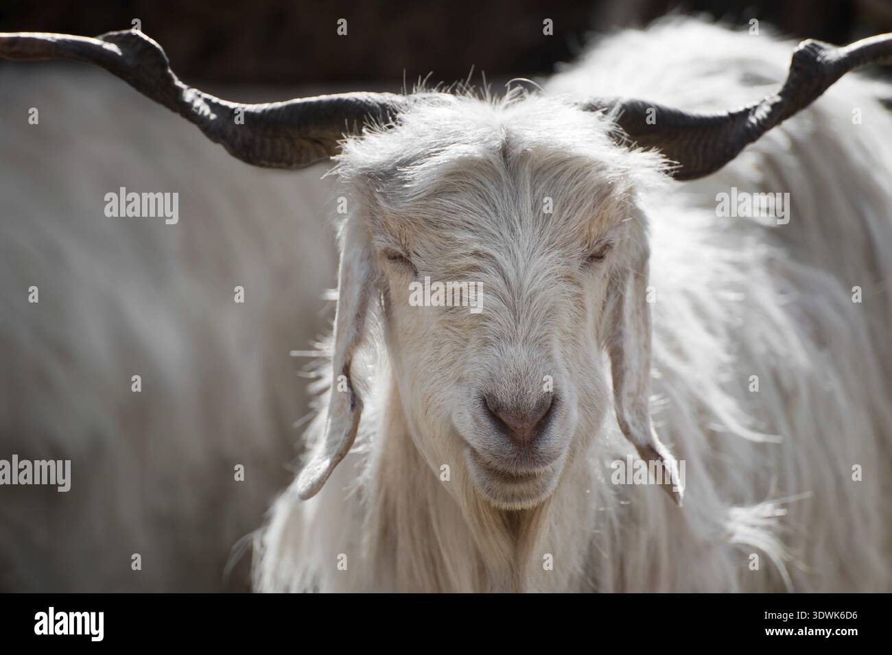 Weißem Kaschmir (Pashmina) Ziege von indischen Highland Farm in Ladakh Stockfoto