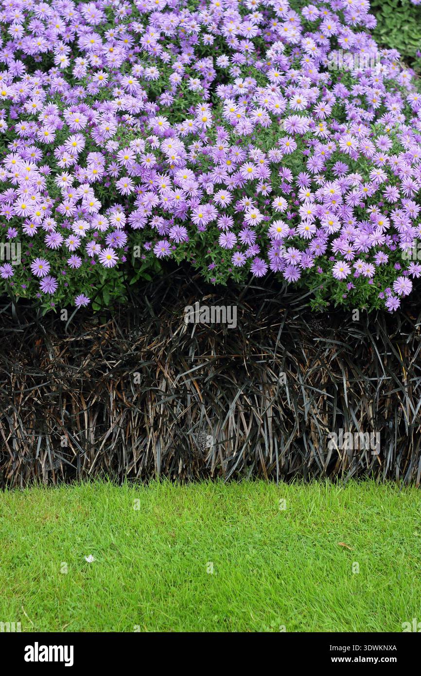 Blumenrand im Herbst mit Symphyotrichum novi belgii „Lady in Blue“ New York Aster und schwarzem Mondogras Ophiopogon planiscapus Stockfoto