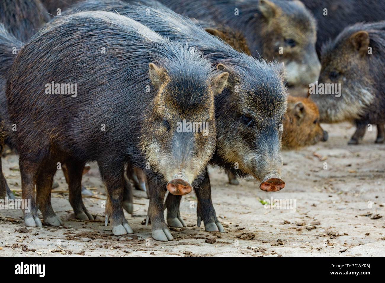 Gruppe von Wildschweinen, die in ihrem natürlichen Lebensraum mit Erdtönen und Texturen auf der Suche sind. Weißlippiger Peccary, Tayassu pecari Stockfoto