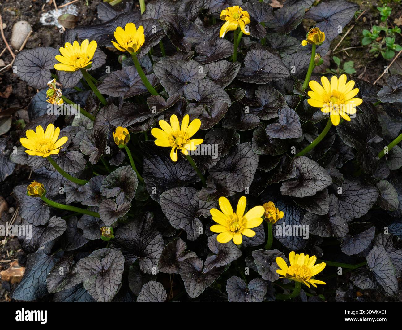 Die leuchtend gelben Gänseblümchen und das fast schwarze Laub von Ranunculus Ficaria „Brazen Hussy“ Stockfoto