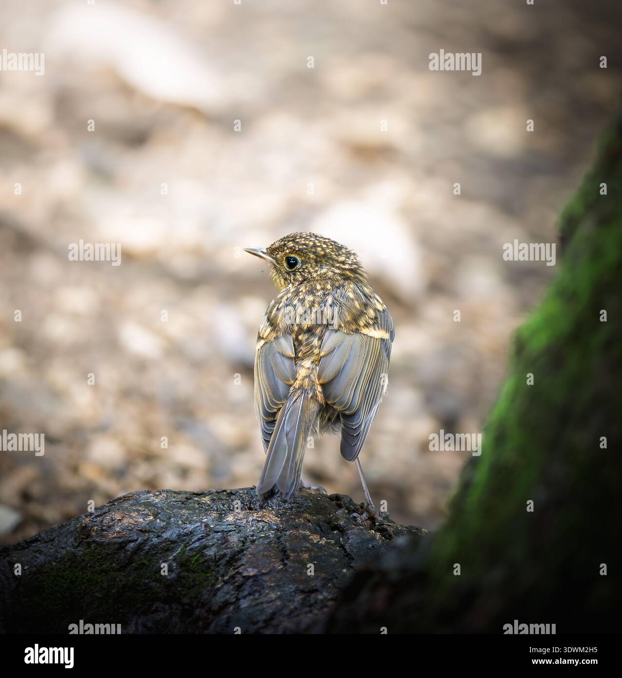Junger Europäischer rotkehlchen auf einem moosigen Baumstamm in Waldhabitat. Junger Wildvogel, fotografiert von hinten, zeigt meliertes braunes Gefieder. Stockfoto