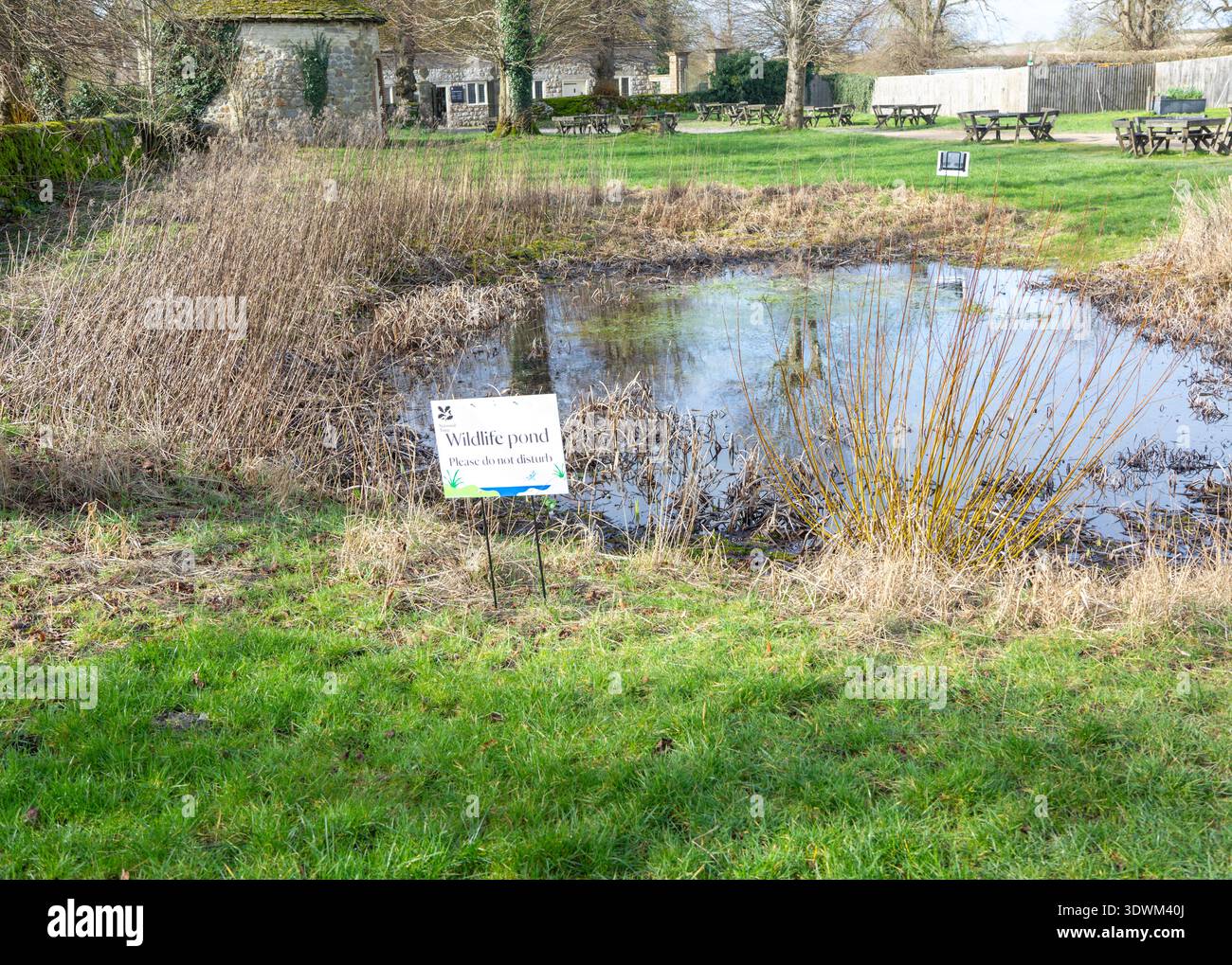 Wildtierteich im öffentlich zugänglichen Bereich des National Trust, Avebury, Wiltshire, England, Großbritannien Stockfoto