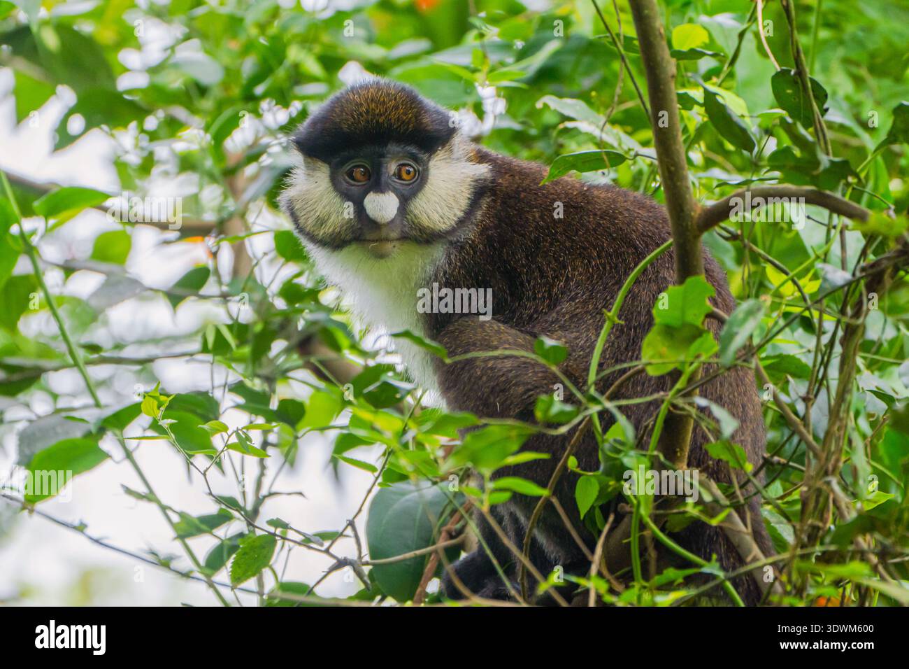 Blauer Affe (Cercopithecus mitis), Kibale-Nationalpark, Uganda Stockfoto