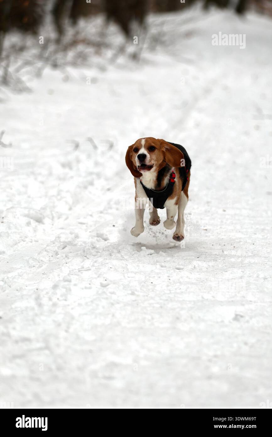 Energiegeladener Beagle mit Ohren nach unten, der durch frischen Schnee im Wald springt Stockfoto