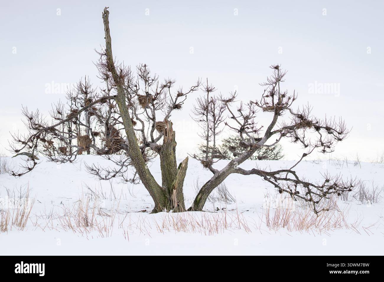 Blattloser Baum bedeckt mit Kormorannestern in einer verschneiten Winterlandschaft, was die Umweltauswirkungen großer Nistkolonien veranschaulicht. Stockfoto