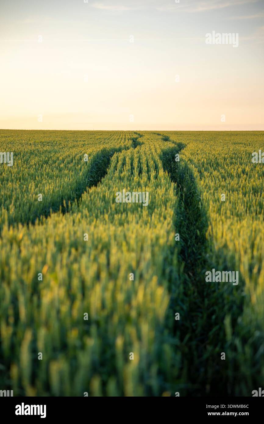 Erntefeld mit Traktorspuren unter freiem Himmel, lineare Perspektive. Konzept: Landwirtschaftsverfahren und Landschaftspflege. Stockfoto