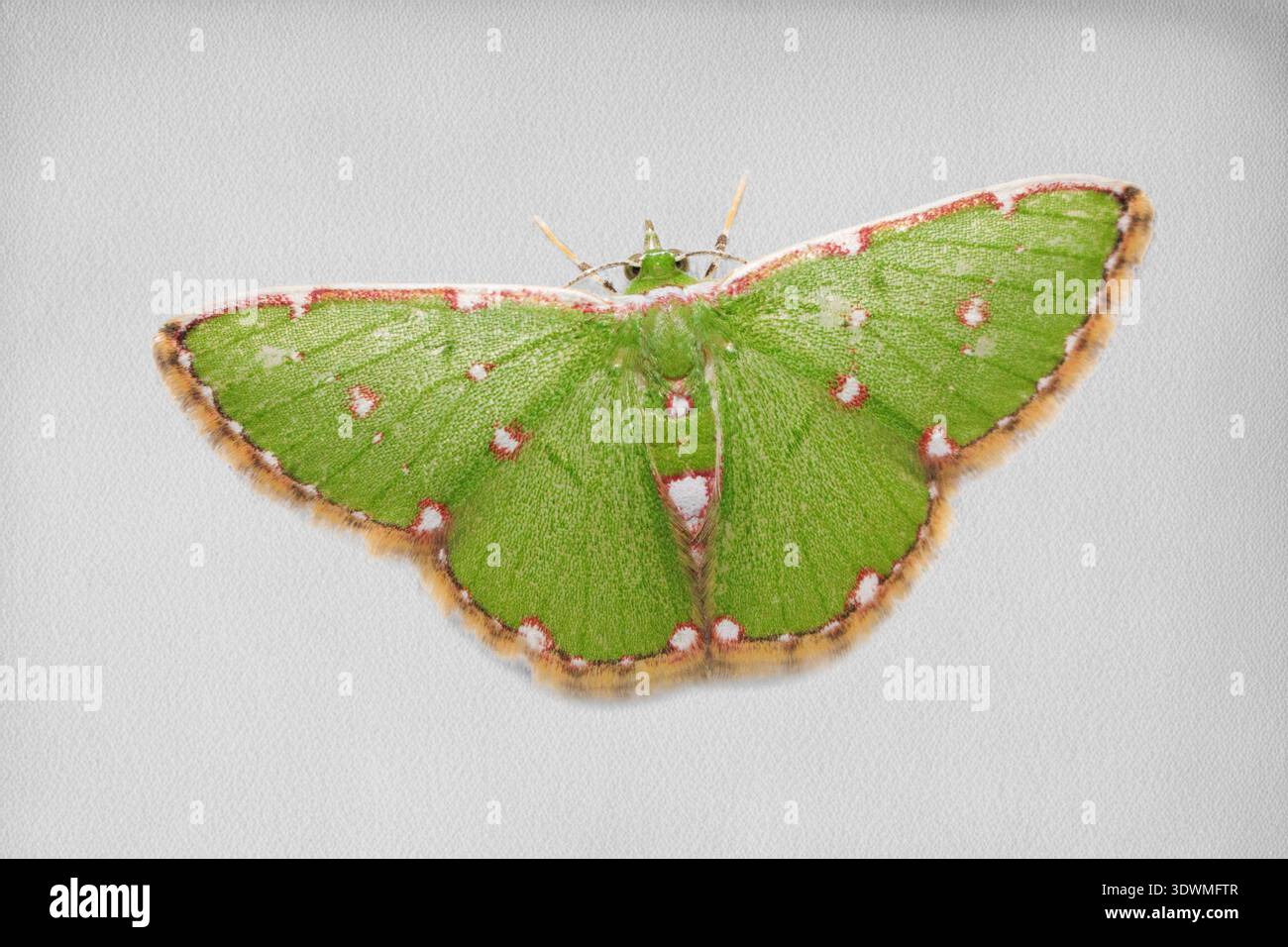 Grüne Motte Argyrocosma Induktaria mit gepunkteten Flügeldetails, die ihre natürlichen Muster in Makroansicht zeigen Stockfoto