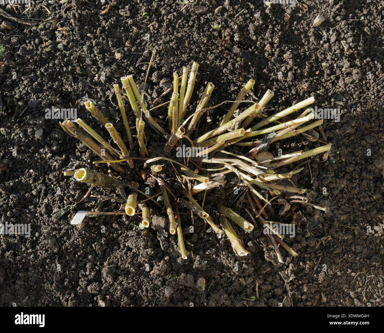 Die Dahlienpflanze wurde im Herbst abgehauen, bevor sie eine Tarnung darüber legte, um vor Ort zu überwintern. Stockfoto