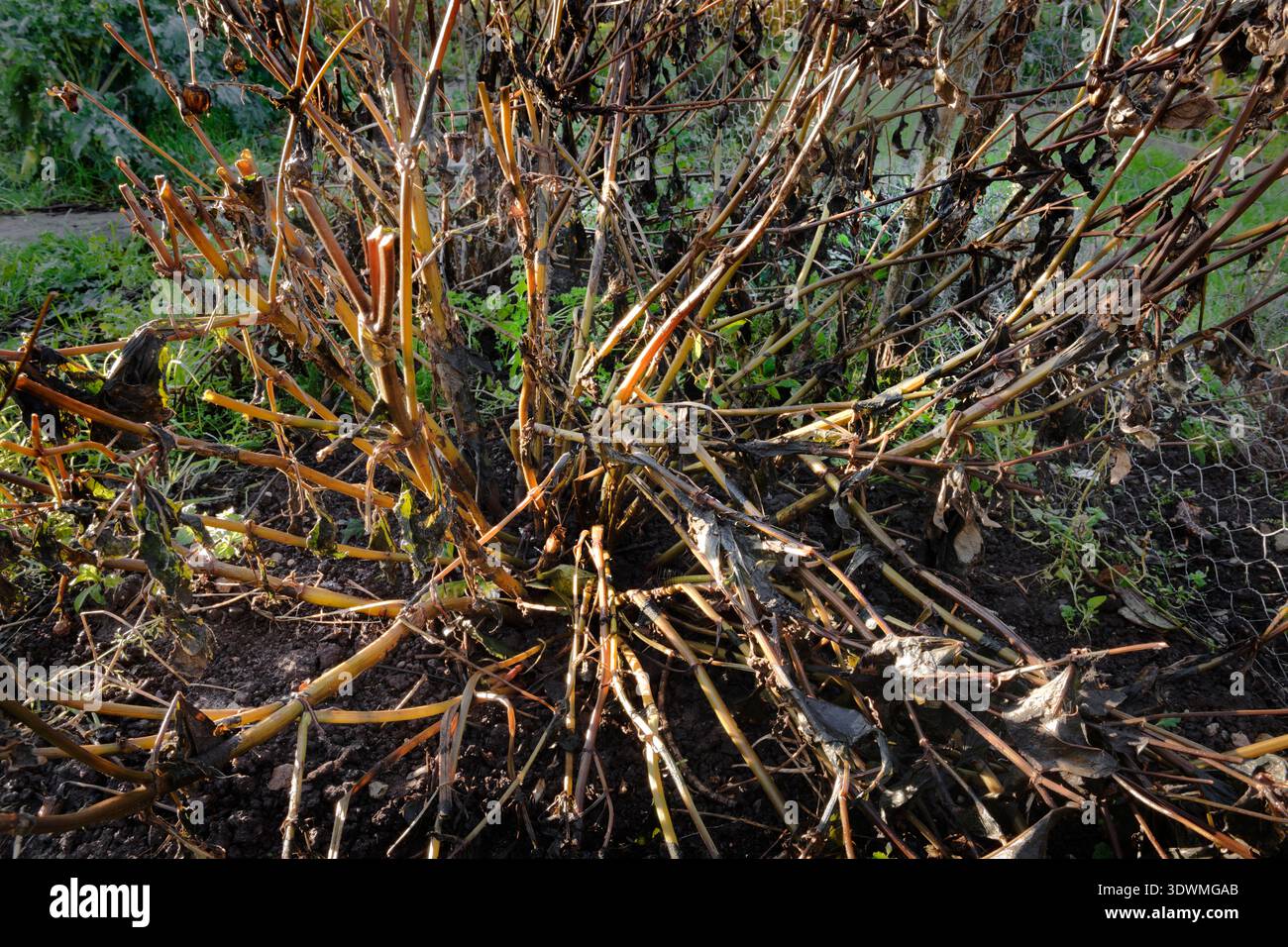 Frosted Dahlia Plant stirbt im Herbst zurück, bevor sie zurückgeschnitten und entweder zur Lagerung angehoben oder vor Winterwetter geschützt wird. Stockfoto