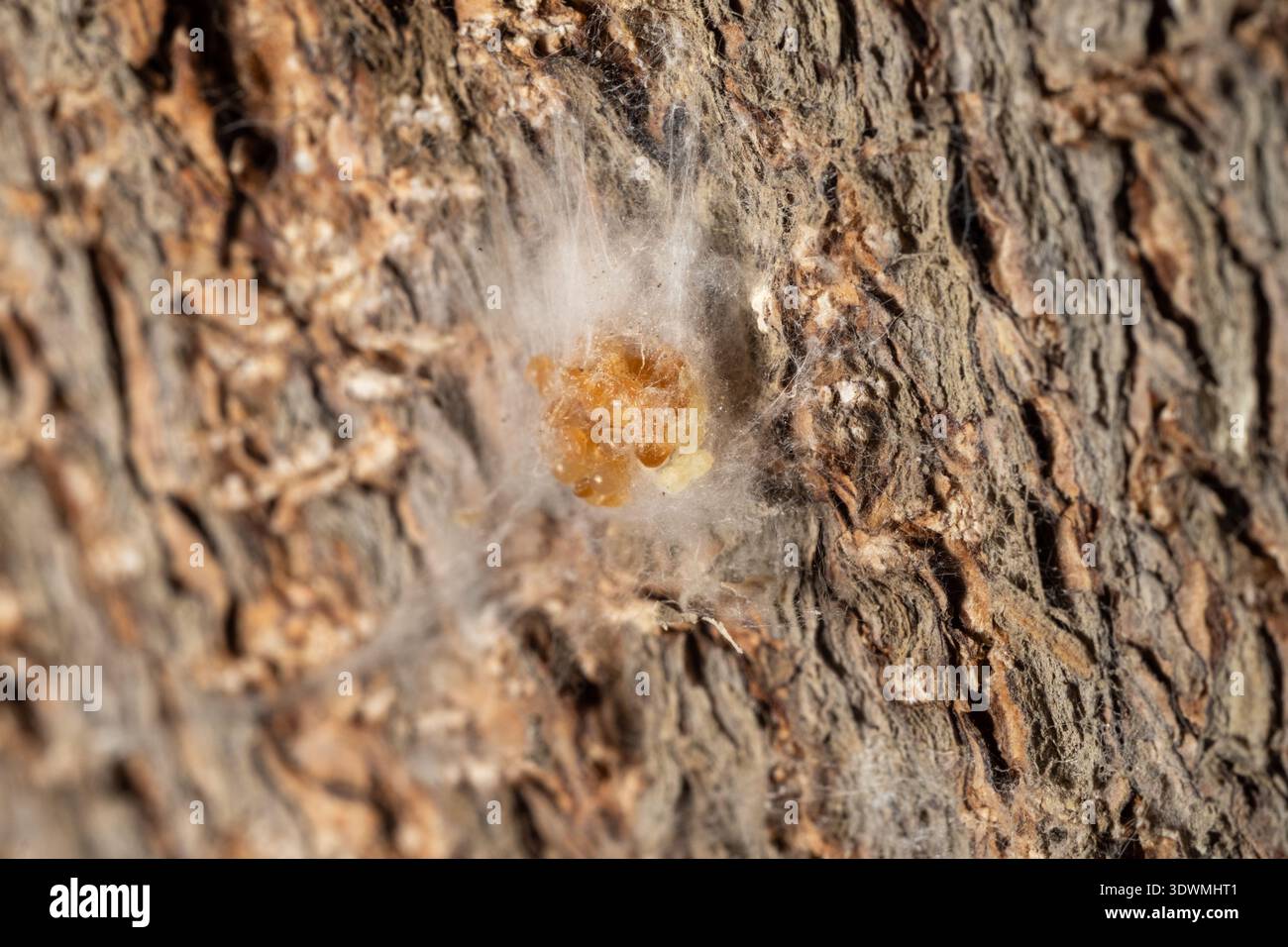 Spinneneiersack mit weißem Seidennetz auf Baumrinde, Kairo, Ägypten Stockfoto