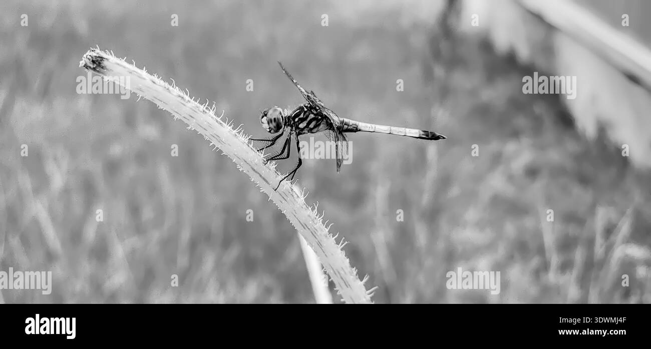 Schwarz-weiß-Foto einer Libelle auf einem Stiel Stockfoto