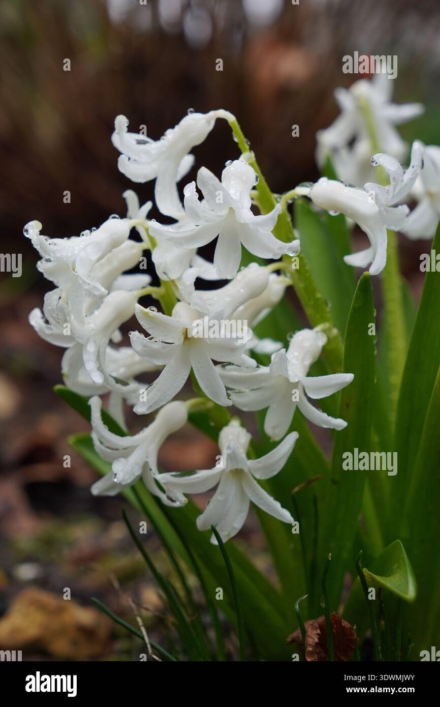 Weiße Hyazinthenblüten während der Frühjahrsblüte. Duftende kleine Gartenblumen Stockfoto