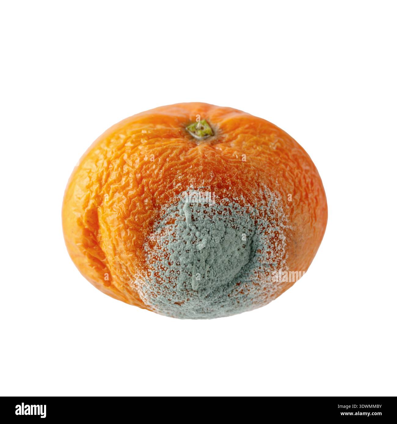 Grüner Schimmel auf Zitrusfrüchten. Schimmelige ungesunde Mandarinen- oder Mandarinenfrucht isoliert auf weißem Hintergrund. Lebensmittelverschwendung. Stockfoto