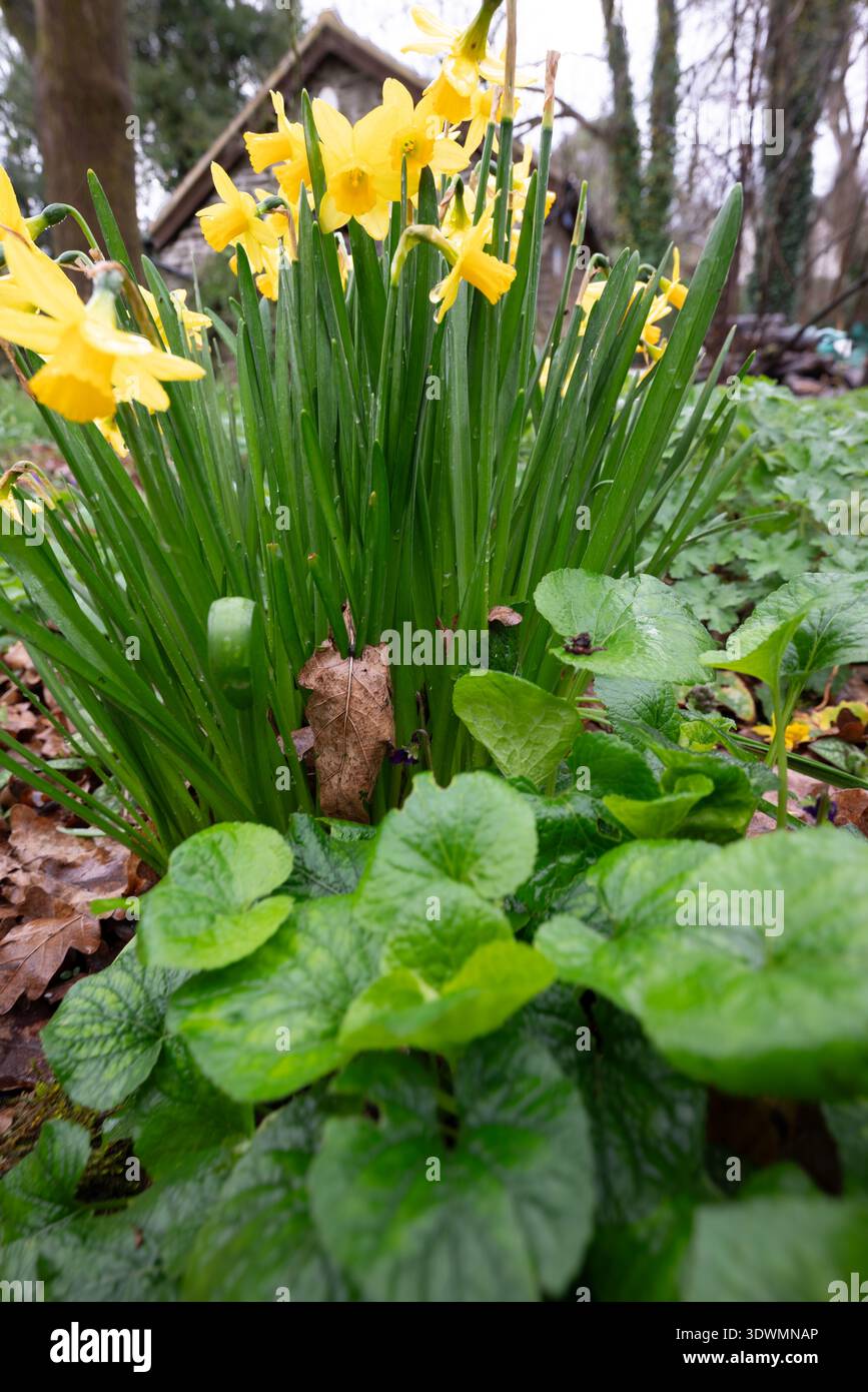In einem Garten blühen leuchtend gelbe Narzissen, grüne Blätter und ein Hauch von violetter Blüte. Die Ankunft des Frühlings Stockfoto