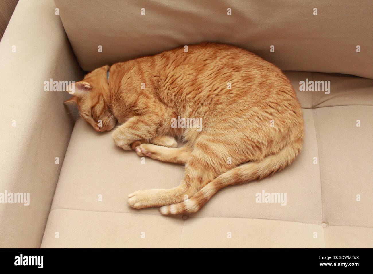 Ruhige Ingwerkatze, die auf einem gemütlichen Sofa schläft. Perfekt für Haustiere, Katzenverhalten, Tieradoption, Familie mit mehreren Tierarten und Inhalte inklusive Haustier. Stockfoto
