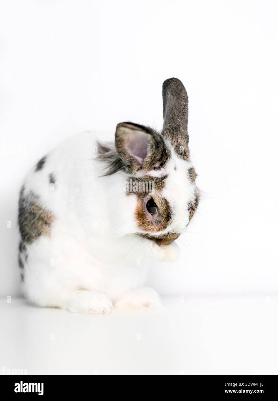 Ein junges Zwergkaninchen, das sich selbst pflegt und sein Gesicht wäscht Stockfoto