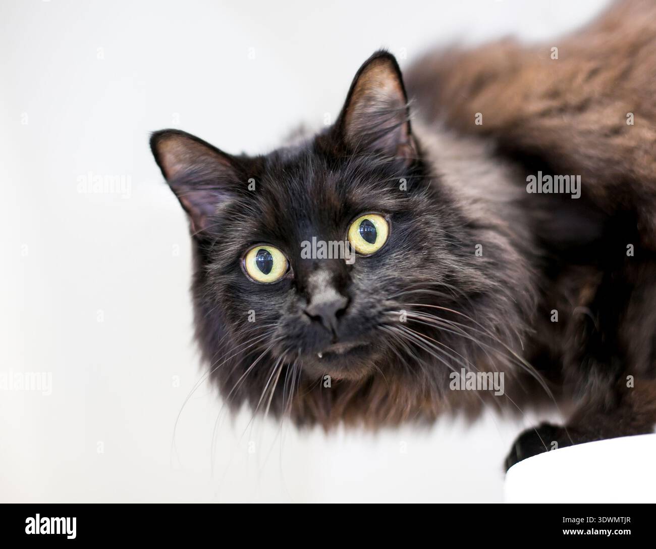Eine flauschige schwarze Katze mit einem breiten Augen und einem schrägen Zahn Stockfoto
