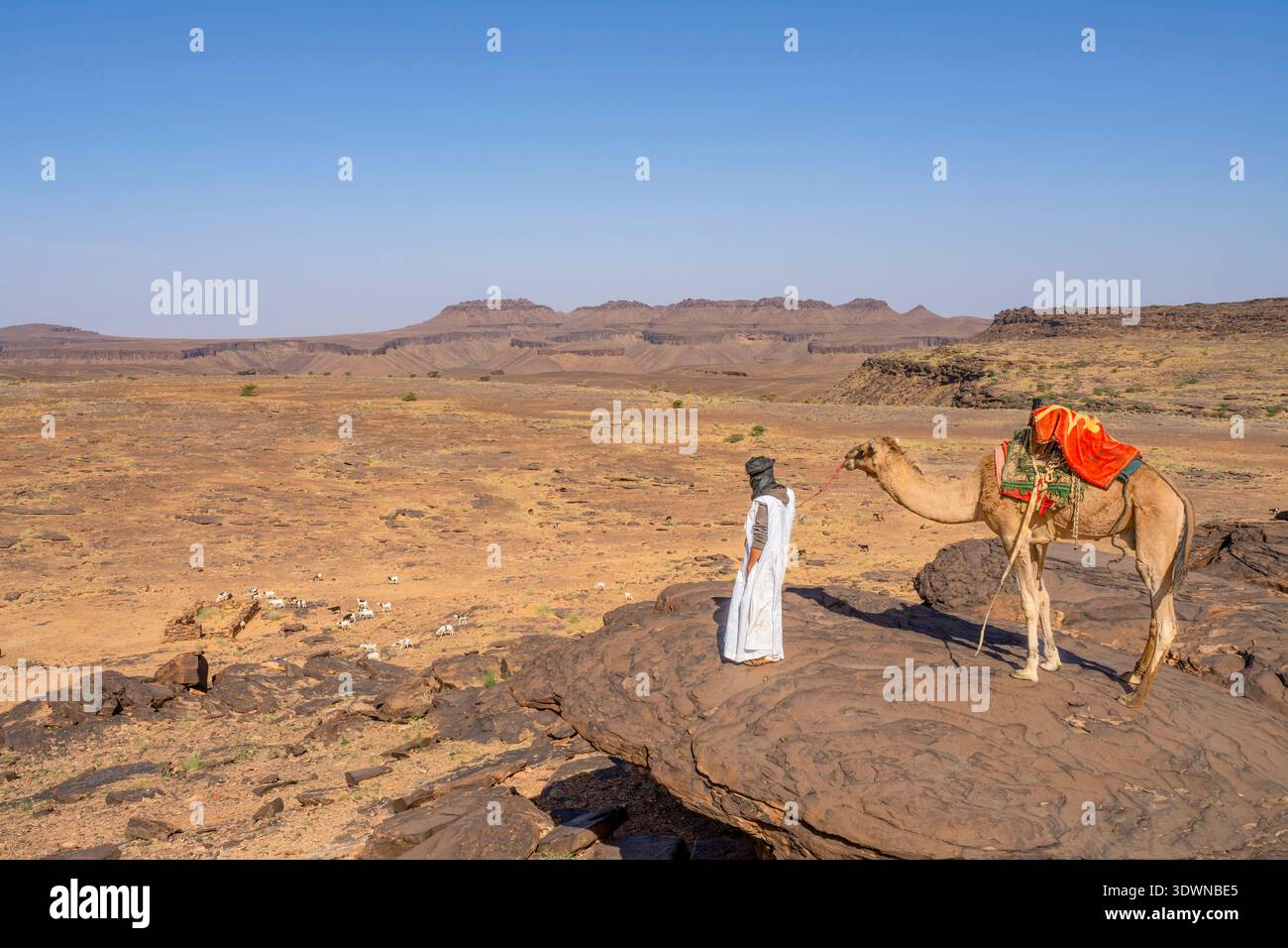 Mauretanien, Adrar, Beduinen mit Kamel beobachten seine Ziegen in der Wüstenlandschaft Stockfoto