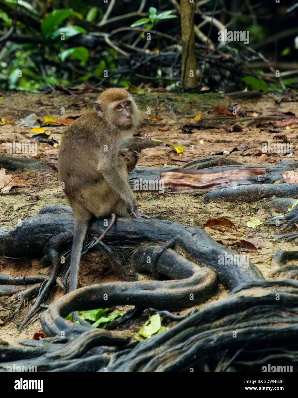 Eine langschwänzige Makaken-Mutter trägt ihr Kind auf dem Waldboden zwischen exponierten Baumwurzeln im tropischen Regenwald. Stockfoto