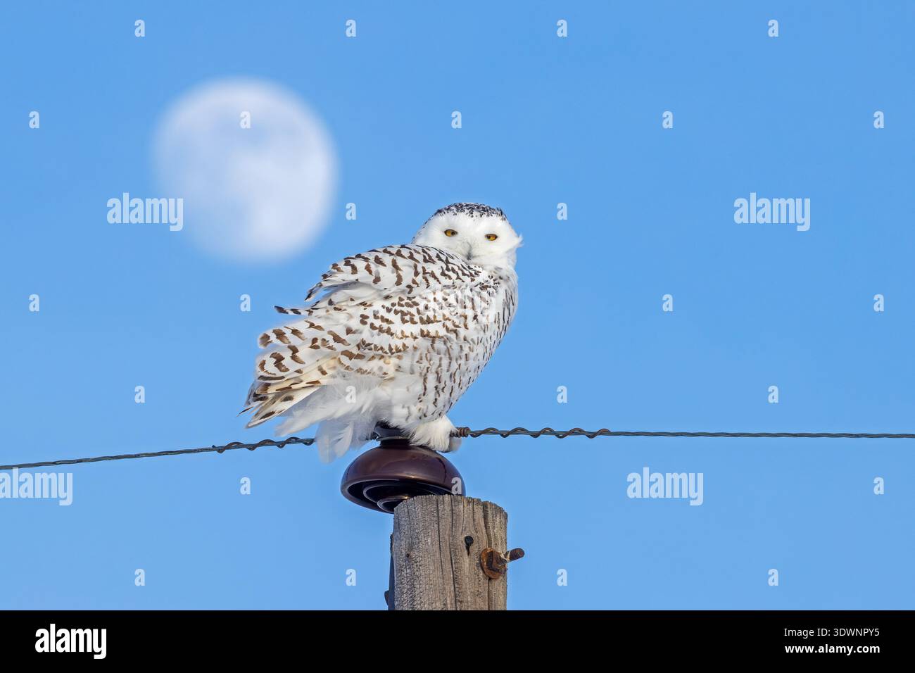 Vollmond- und Schneeeule / Eiseule / Weiße Eulen / Arktische Eulen (Bubo scandiacus / Strix scandiaca) erwachsenes Weibchen, das im Winter auf hölzernen Nutzpfosten hockt Stockfoto