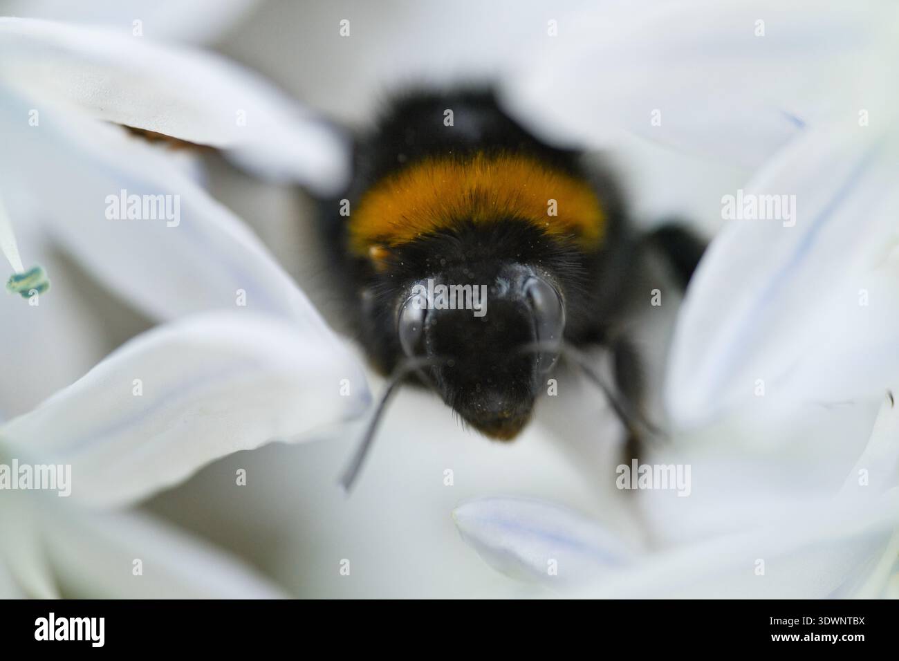 Extreme Makroaufnahme einer Hummel auf zarten weißen Blütenblättern. Die detaillierte Ansicht der Augen und feinen Haare der Insekten unterstreicht die Bestäubung Stockfoto