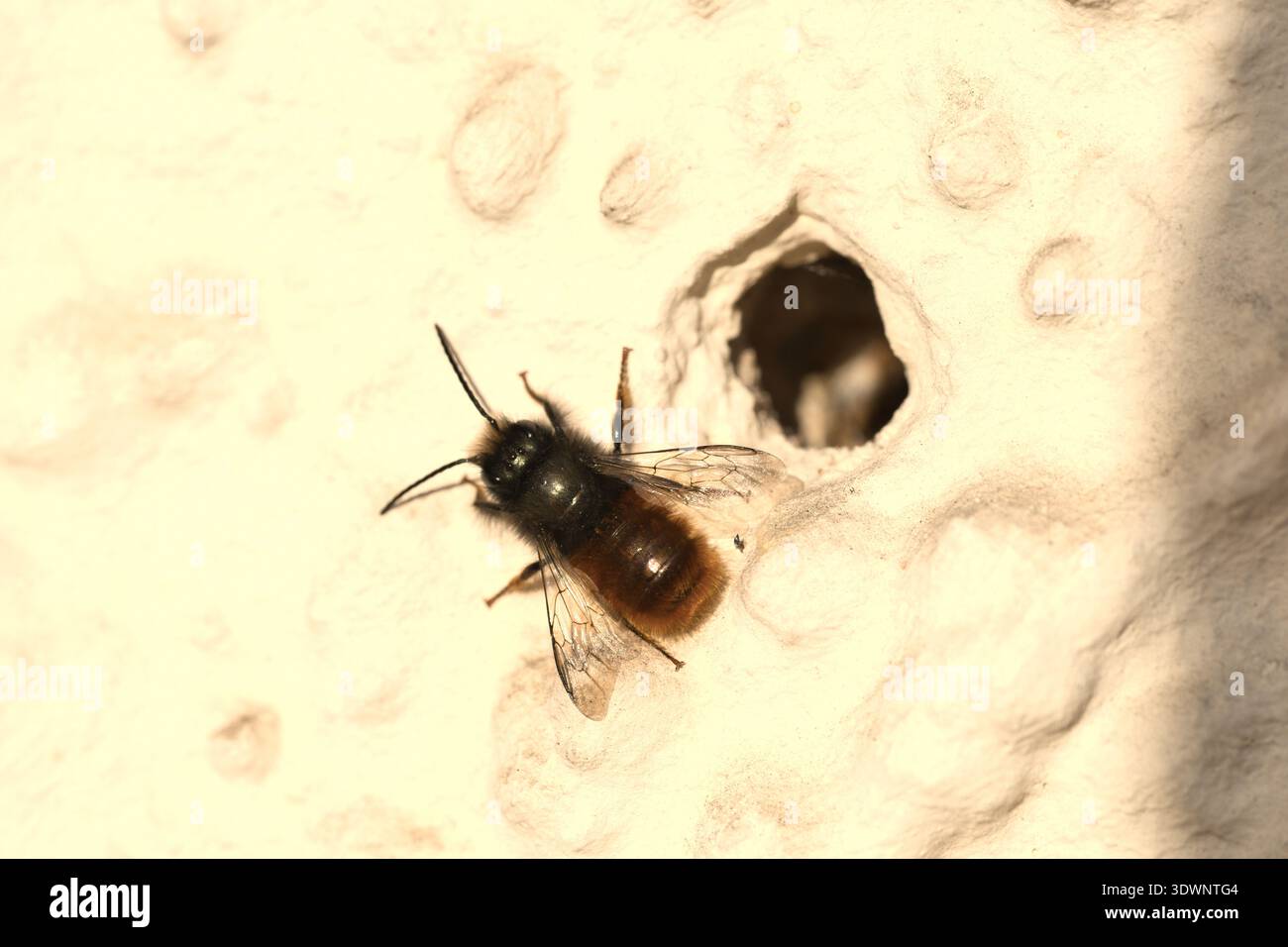 Winzige Biene im Detail. Nahaufnahme der Einzelbieneninspektion. Detailbild einer Biene, die den Nesteintritt bei Sonnenlicht untersucht. Foto mit Studyin für kleine Bienen Stockfoto