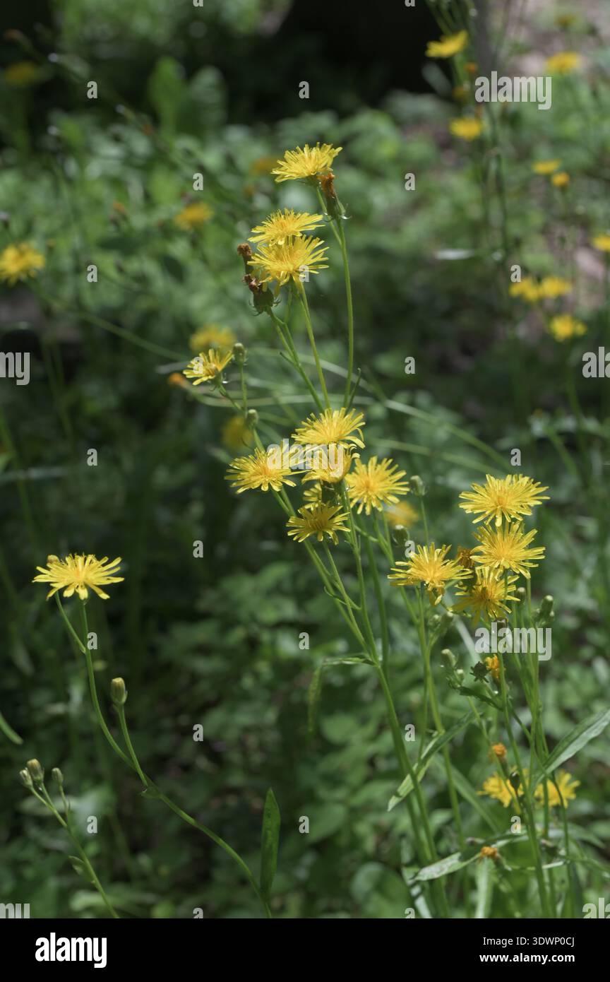 Gelb blühender rauer Karettbart auf einer Wiese, selektiver Fokus auf einem grünen Bokeh-Hintergrund - Crepis biennis Stockfoto