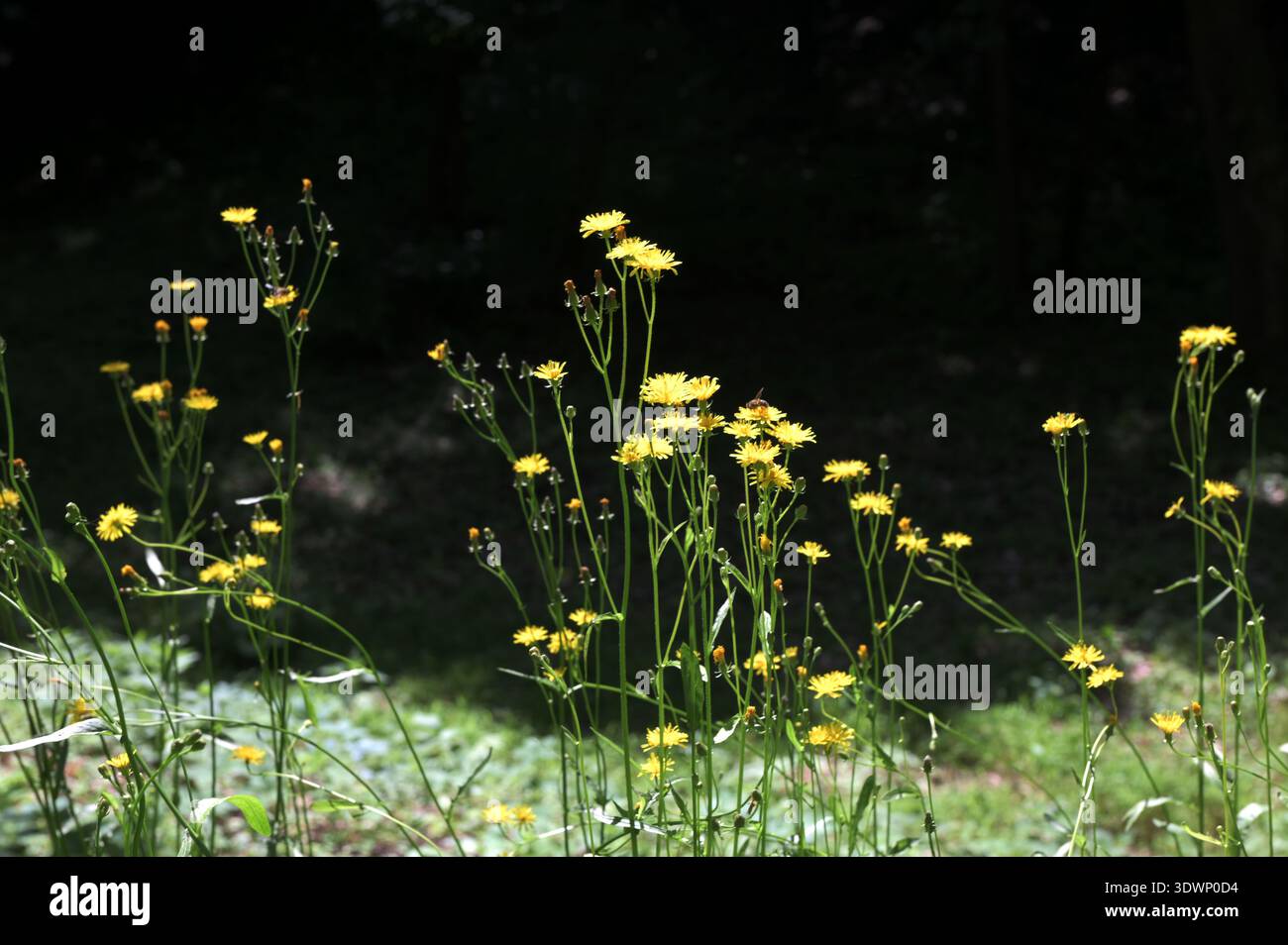 Gelb blühender rauer Karettbart auf einer Wiese, selektiver Fokus auf einem grünen Bokeh-Hintergrund - Crepis biennis Stockfoto