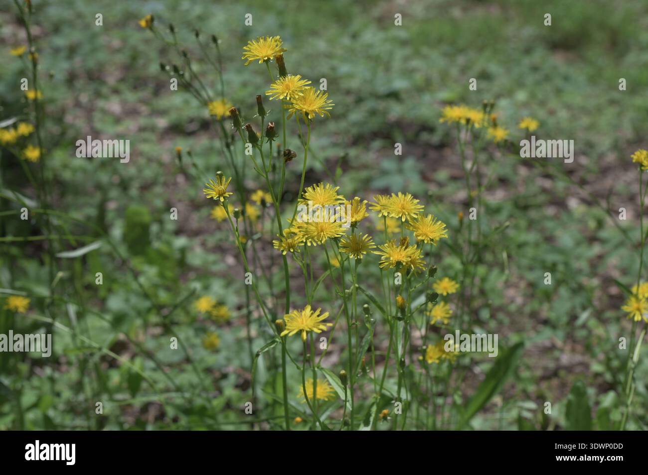 Gelb blühender rauer Karettbart auf einer Wiese, selektiver Fokus auf einem grünen Bokeh-Hintergrund - Crepis biennis Stockfoto