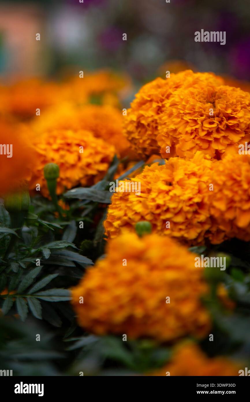 Leuchtende Gruppe von orangefarbenen Ringelblumen mit dichten Rochenröschen, die inmitten üppig grüner gefiederter Blätter in einem Gartenbeet blühen. Stockfoto