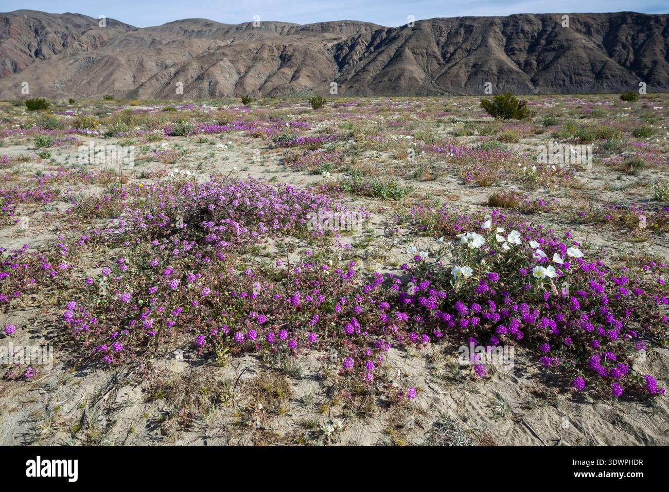 Wildblumen entlang der Henderson Canyon Road in Borrego Springs, Kalifornien. Stockfoto
