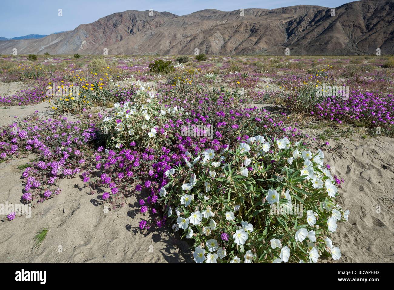 Wildblumen entlang der Henderson Canyon Road in Borrego Springs, Kalifornien. Stockfoto