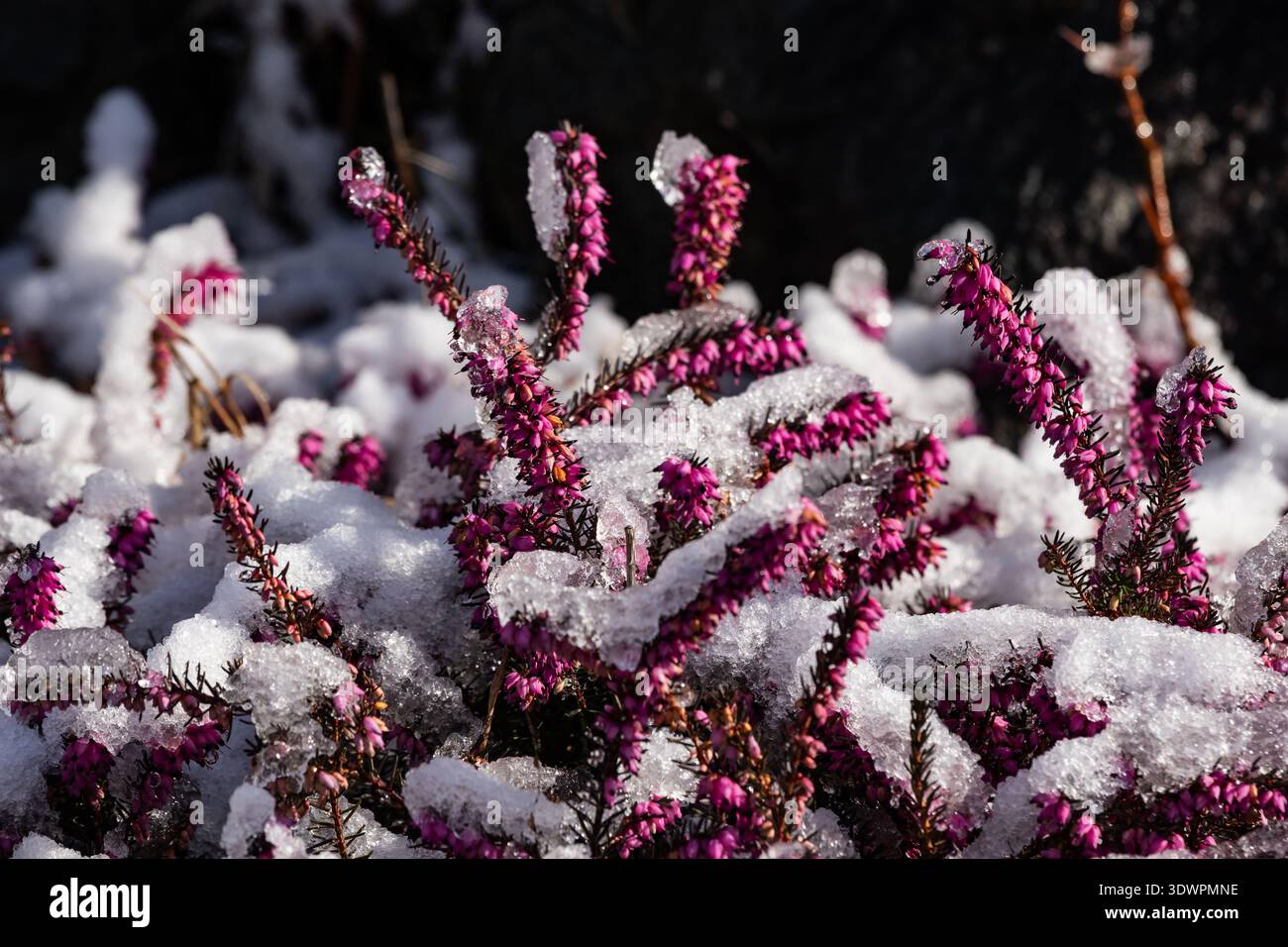 Schneebedeckte rosafarbene Heidekraut-Blüten schaffen einen sauberen Winterhintergrund, ideal für Werbung, Branding, redaktionelles Design und saisonale Marketing-Grafiken Stockfoto