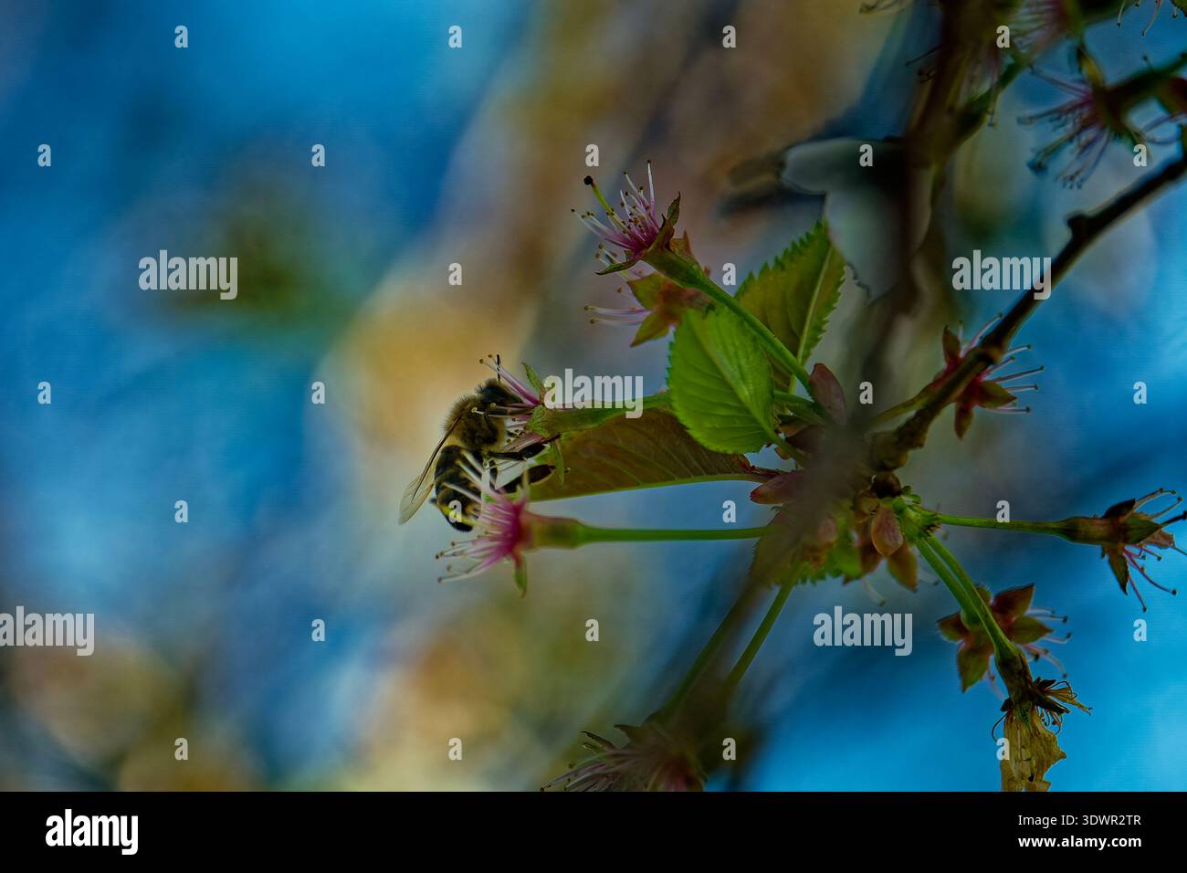 Ruhige Abendszene Mit Bestäubender Biene. Soft-Focus-Aufnahme Zur Aufnahme Von Bee On Flower Während Der Dämmerung Stockfoto