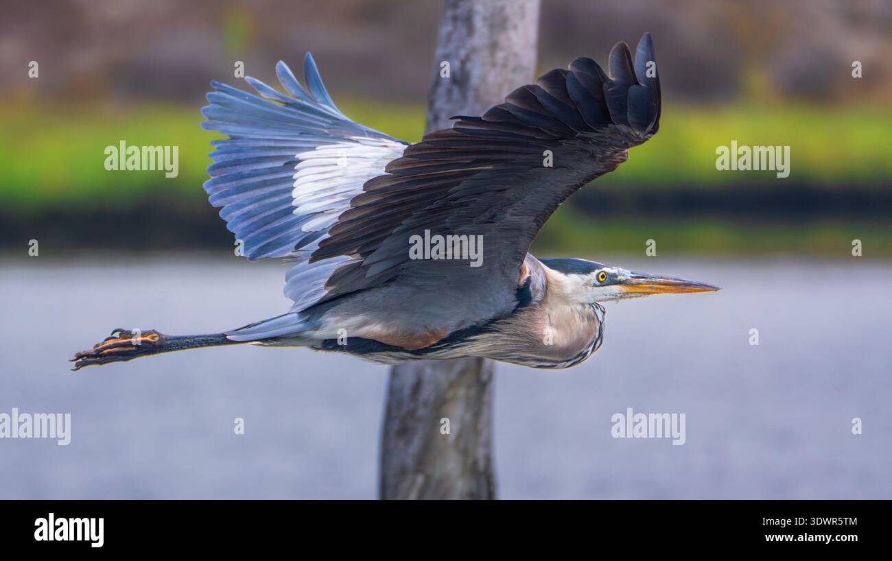 Großer Blaureiher (Ardea herodias) im Flug über Wasser mit vollständig ausgestreckten Flügeln, Kalifornien, USA. Stockfoto